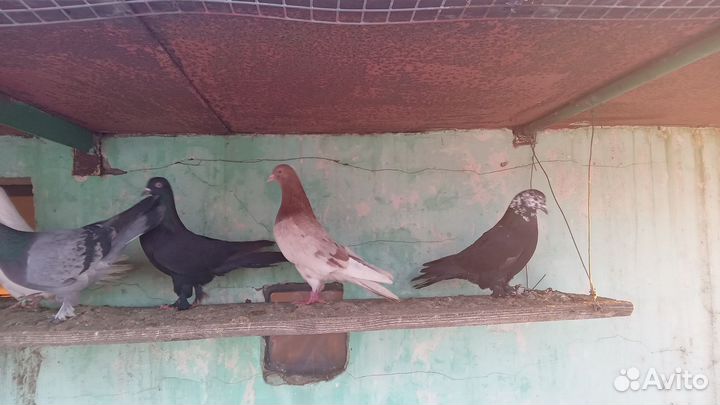 Голуби широкохвостые