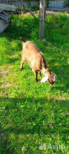 Нубийская коза и англо нубийский козел