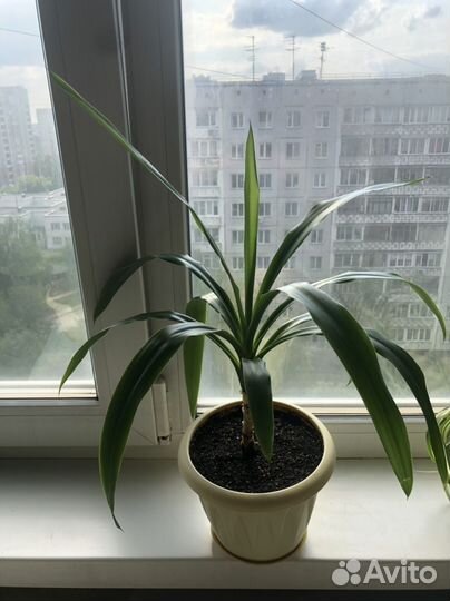 Фикус Бенджамина, Юкка