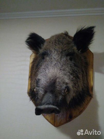 Чучело головы Кабана
