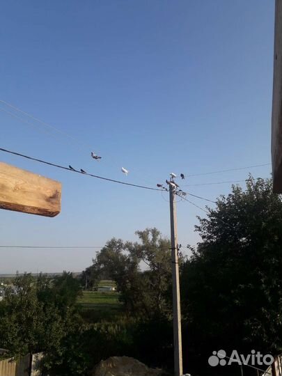 Продажа голубей