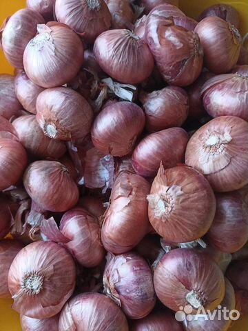 Лук семейный на посадку