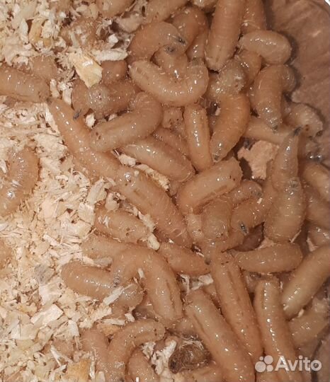 Опарыш оптом