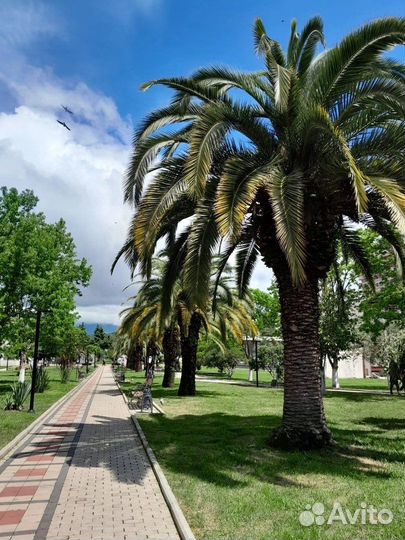 Отдых в абхазии пицунда первая линия моря