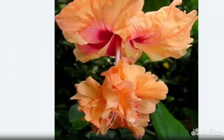 Сортовые гибискусы, клероден. том., манстеру, и др