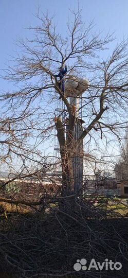 Спил деревьев, вывоз