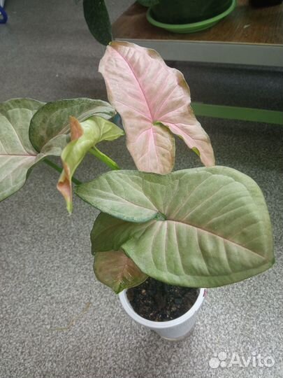 Жирянки, сингониумы, маранта, пеперомии