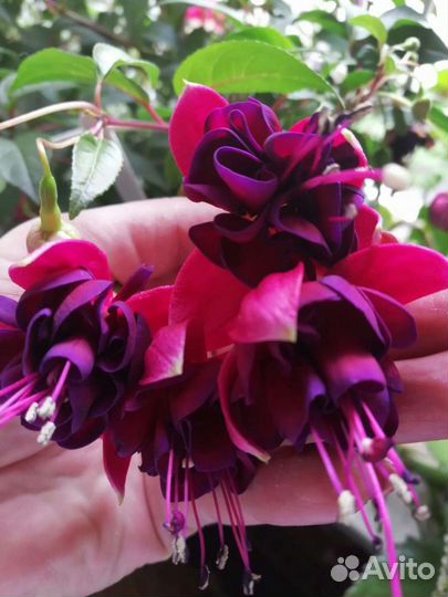 Продам цветы фуксии