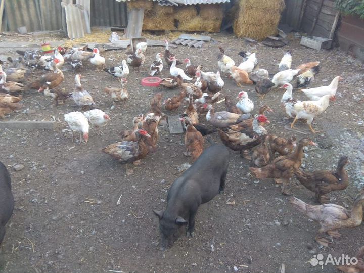 Хряк и селезень