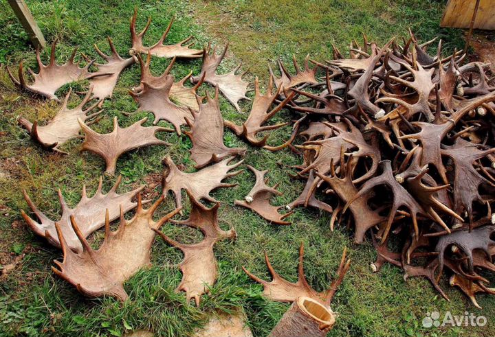 Рога лося кг