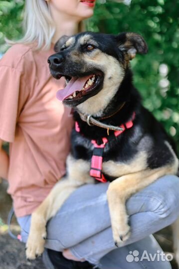 Приюти собаку из приюта