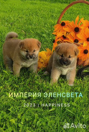 Собаки Сиба ину щенки