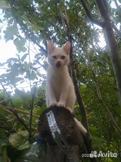 Котенок в дар