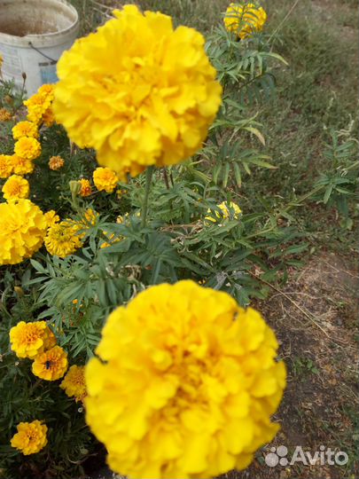 Семена бархатцы лимонного цвета, высотой 40— 50 с