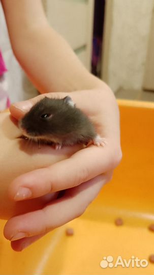 Джунгарский хомяк бесплатно