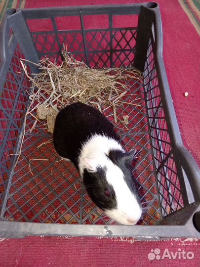 Морские свинки