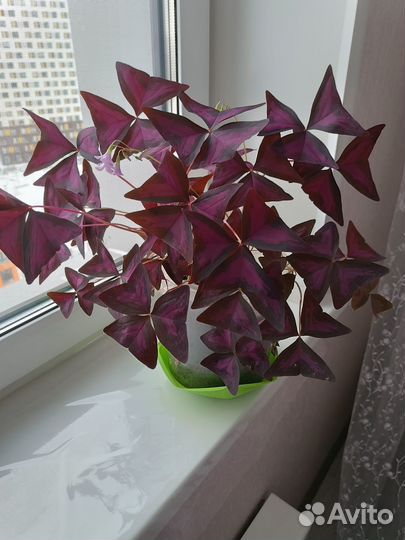 Комнатный цветок 
