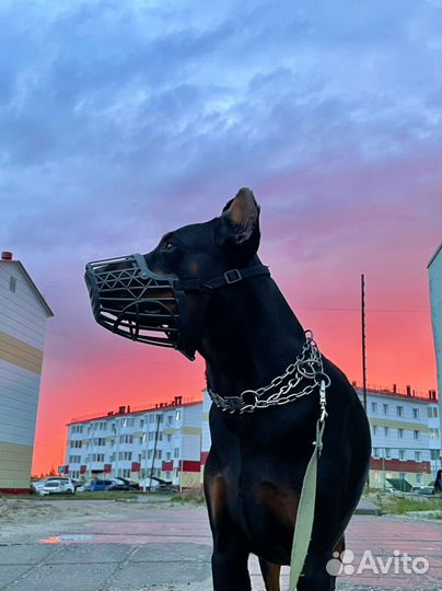 Доберман вязка