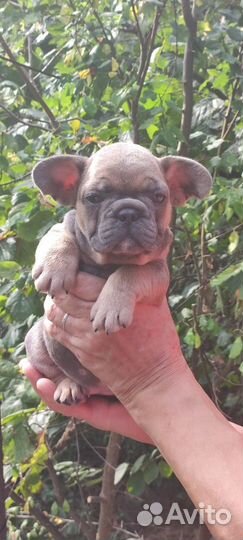 Девочки и мальчики французики