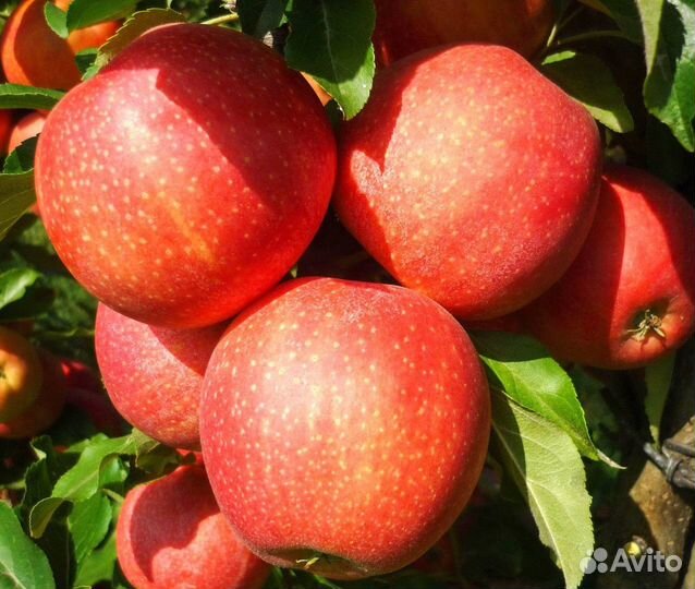 Саженцы яблони М-9