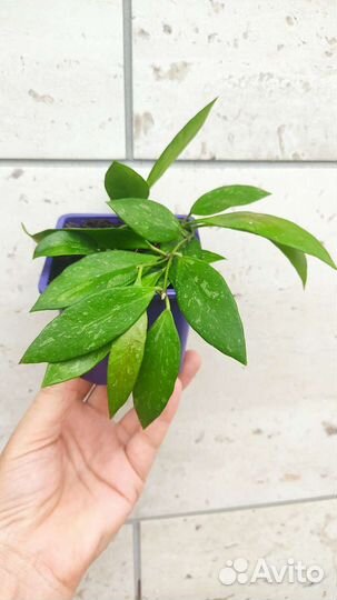 Хойя, разные сорта