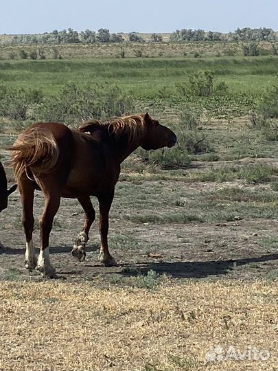 Жеребец полутяж