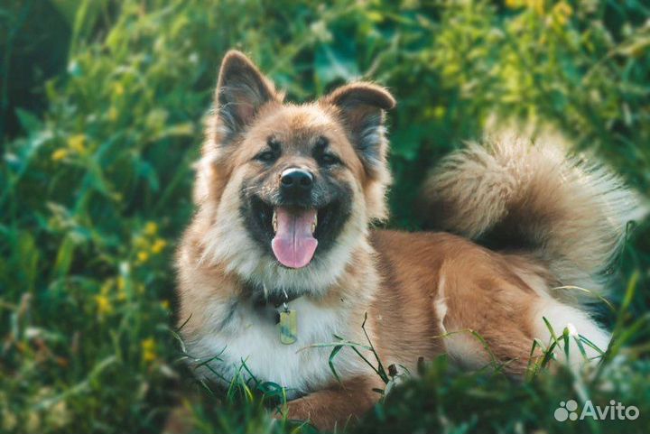 Собака из приюта