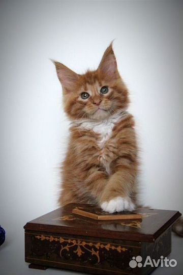 Малыши мейн-кун