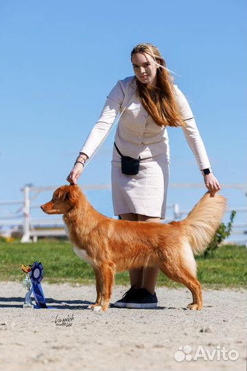 Новошотландский ретривер вязка