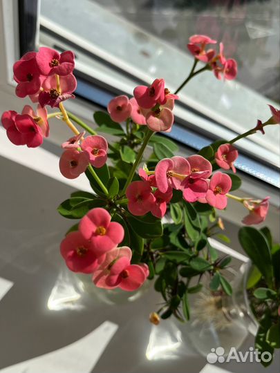 Молочай Миля розовый (эуфорбия)