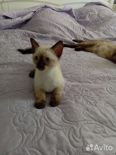 Тайские сиамские котята