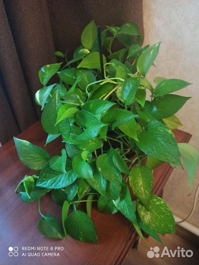 Цветы домашние Эпипремнум