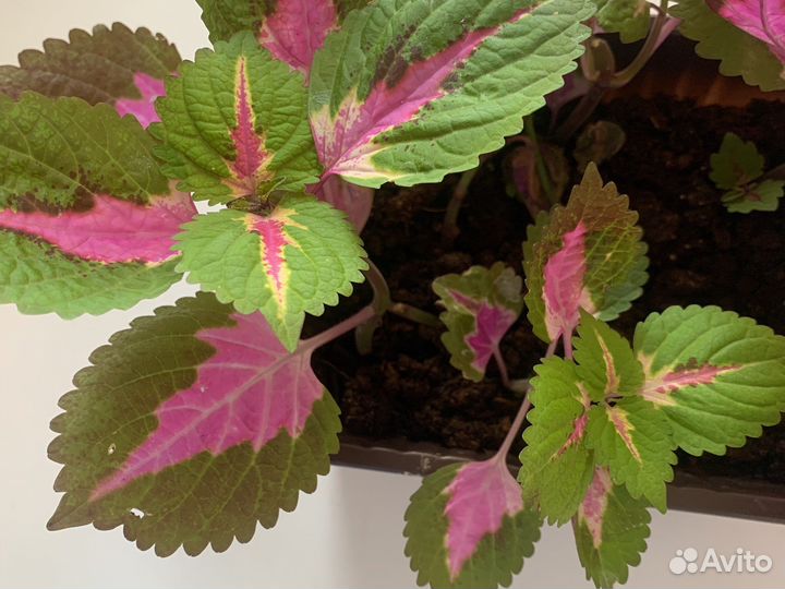 Калеус растения цветы