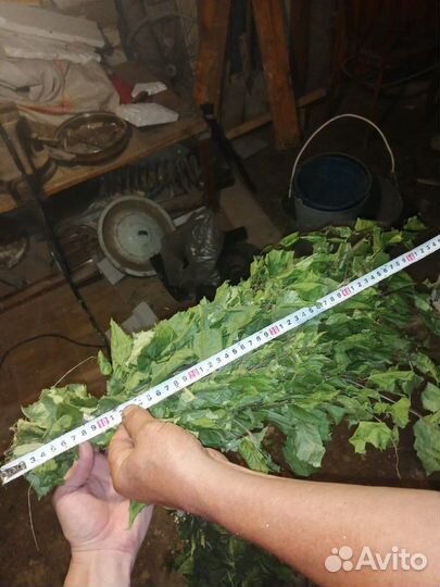 Веники дуб берёза, береза. Дуб