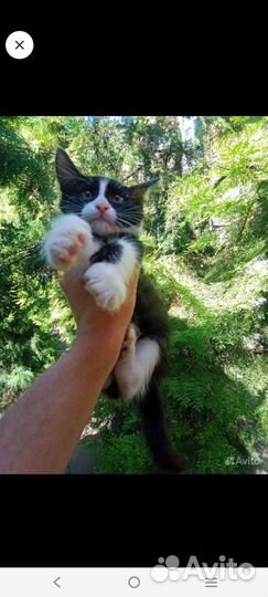 Кошечка в добрые руки