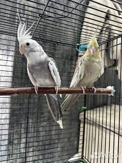 Попугай корелла пара