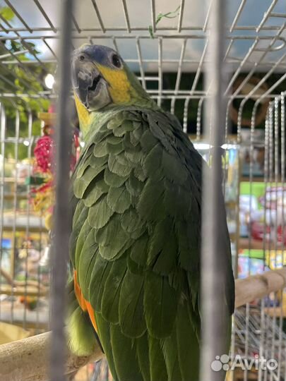 Венесуэльский Амазон попугай