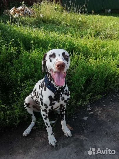 Щенки далматина