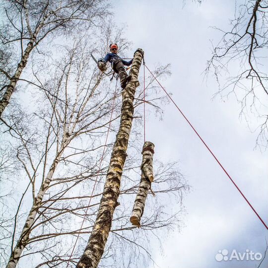 Спил деревьев