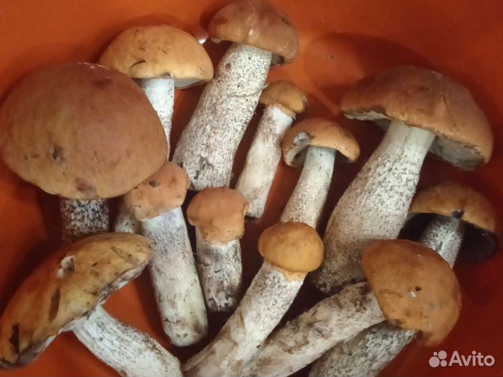 Грибы свежие подосиновики
