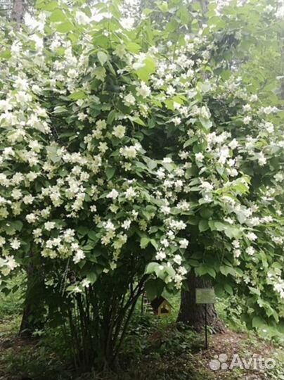 Саженцы жасмина