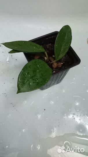 Продам цветы комнатные в отличном состоянии