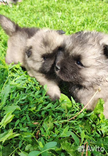 Пушистое счастье - щенок кеесхонда