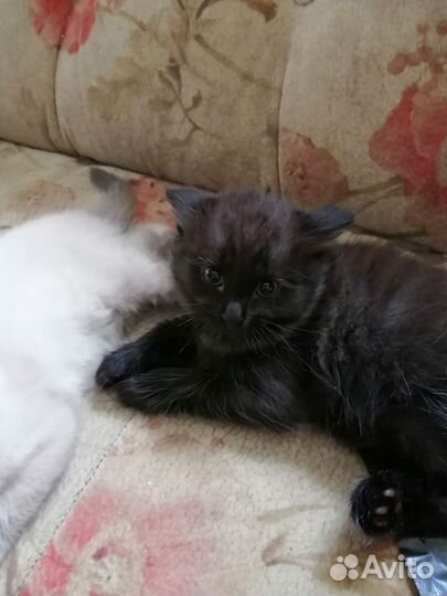Отдам котят в добрые руки