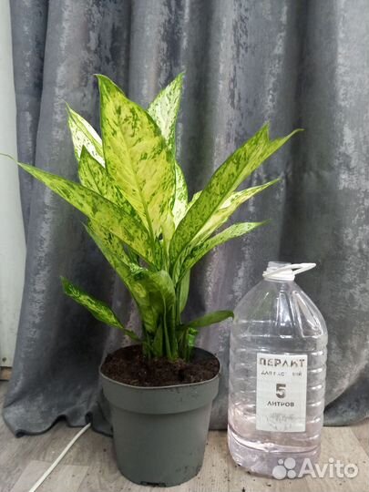 Диффенбахия Везувий