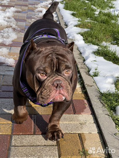 Американский булли вязка