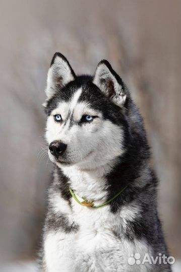 Сибирский хаски Елка ищет дом