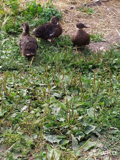 Утки башкирские