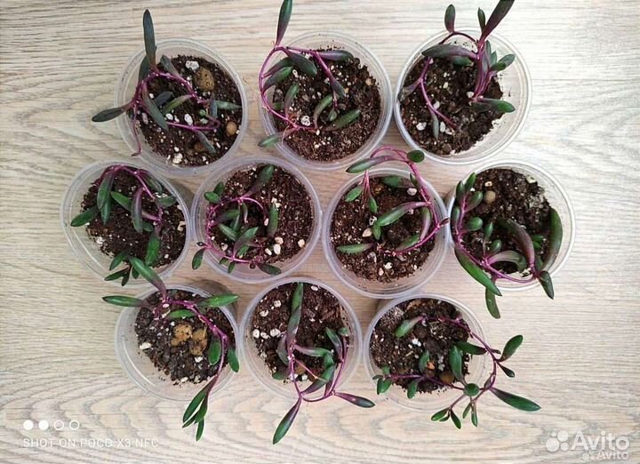 Суккуленты