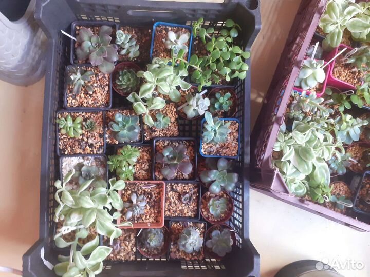Суккуленты излишки